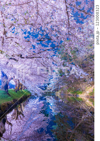 美しい弘前の夜桜 123008323