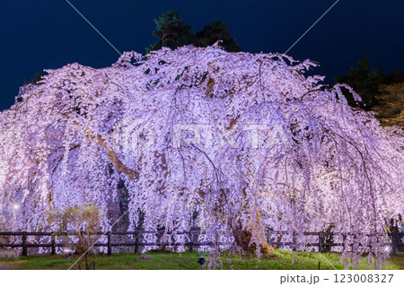 美しい弘前の夜桜 123008327