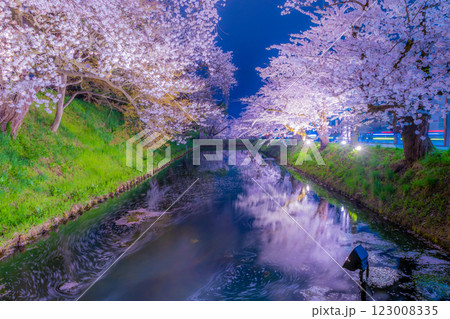 美しい弘前の夜桜 美しい弘前の夜桜 123008335