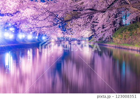 美しい弘前の夜桜 123008351