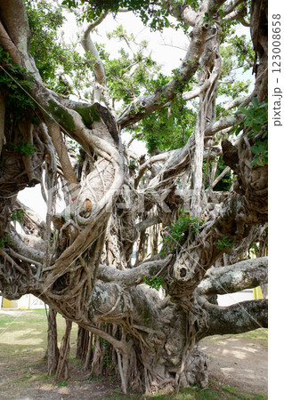 沖縄県　伊平屋島　伊平屋小学校校庭のガジュマル 123008658