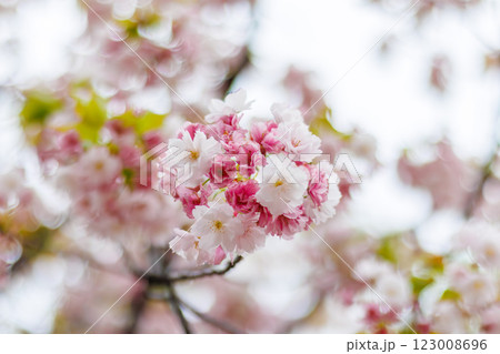 ふんわりとした桜の花 123008696