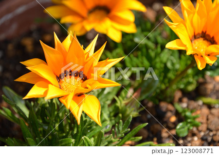 黄色い花 123008771
