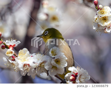 梅の蜜を吸うメジロ 123008879