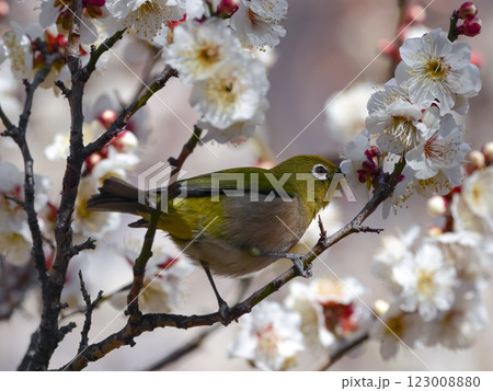 梅の蜜を吸うメジロ 梅の蜜を吸うメジロ 123008880