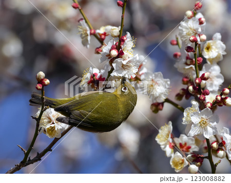 梅の蜜を吸うメジロ 123008882