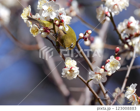 梅の蜜を吸うメジロ 梅の蜜を吸うメジロ 123008883