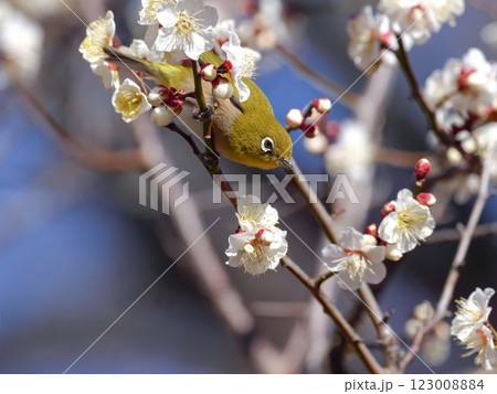 梅の蜜を吸うメジロ 梅の蜜を吸うメジロ 123008884