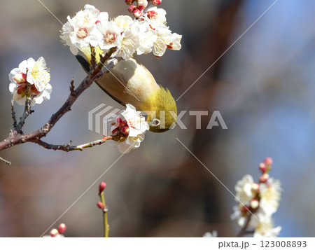梅の蜜を吸うメジロ 123008893