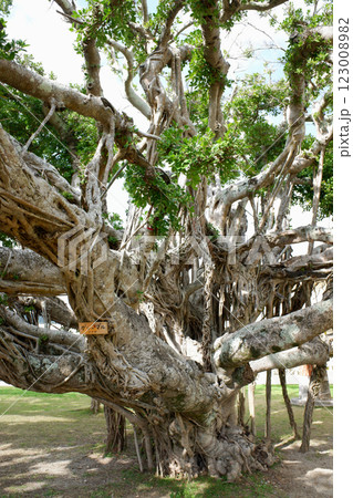 沖縄県 伊平屋島 伊平屋小学校校庭のガジュマル 沖縄県 伊平屋島 伊平屋小学校校庭のガジュマル 123008982
