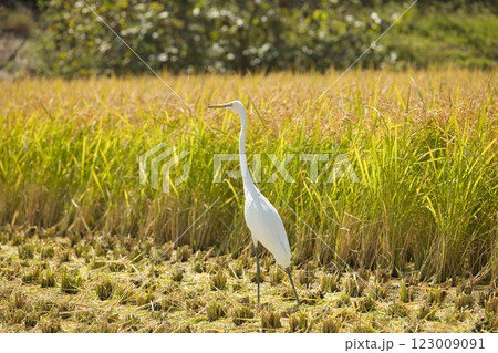 白鷺も食べたい日本のお米 123009091