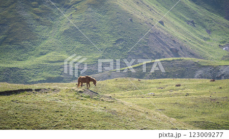 Solitary horse without saddle walking green meadow on a sunny day, Pamir mountains, Kyrgyzstan Solitary horse without saddle walking green meadow on a sunny day, Pamir mountains, Kyrgyzstan 123009277