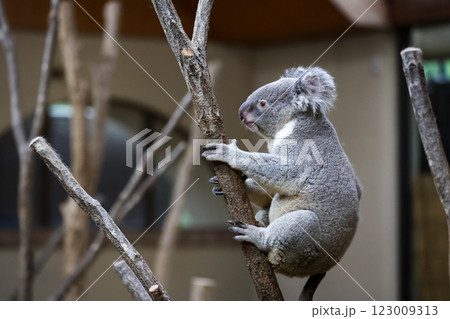 ぬいぐるみのようなコアラ 123009313