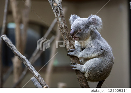 ぬいぐるみのようなコアラ 123009314