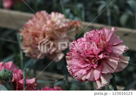 カラフルなカーネーション 123010123