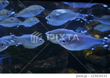 ギンユゴイ 123010132