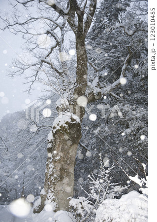 京の奥座敷　貴船　道沿いの名も無き古木の雪景色3 123010485