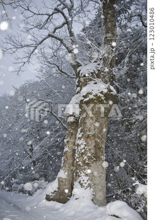 京の奥座敷　貴船　道沿いの名も無き古木の雪景色1 123010486
