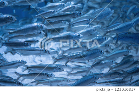 European sprat (Sprattus sprattus). 123010817