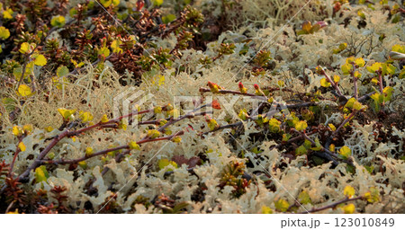 Arctic Tundra lichen moss close-up. Found primarily in areas of Arctic Tundra, alpine tundra, it is extremely cold-hardy. Cladonia rangiferina, also known as reindeer cup lichen. Arctic Tundra lichen moss close-up. Found primarily in areas of Arctic Tundra, alpine tundra, it is extremely cold-hardy. Cladonia rangiferina, also known as reindeer cup lichen. 123010849