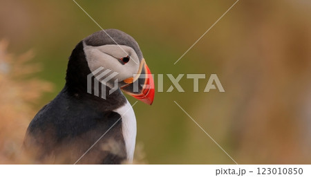 Atlantic puffin (Fratercula arctica), on the rock on the island of Runde (Norway). Atlantic puffin (Fratercula arctica), on the rock on the island of Runde (Norway). 123010850