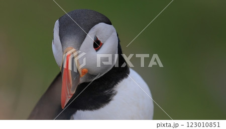 Atlantic puffin (Fratercula arctica), on the rock on the island of Runde (Norway). Atlantic puffin (Fratercula arctica), on the rock on the island of Runde (Norway). 123010851