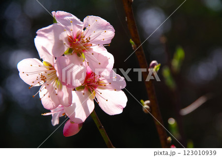 アーモンドの花 123010939