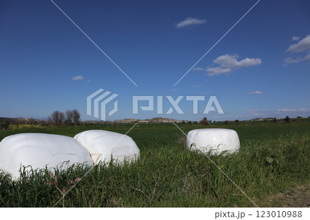 White hay bales in a green field. Making silage for farm animals. Mediterranean agriculture. White hay bales in a green field. Making silage for farm animals. Mediterranean agriculture. 123010988