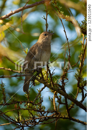 male Common nightingale (Luscinia megarhynchos) sits on a branch 123011040