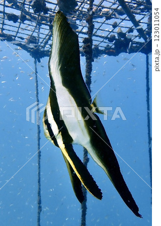 特徴的な形をしている魚 特徴的な形をしている魚 123011054