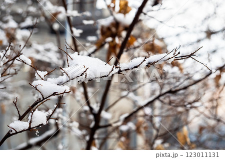 snow-covered tree twig closeup in Yerevan city snow-covered tree twig closeup in Yerevan city 123011131