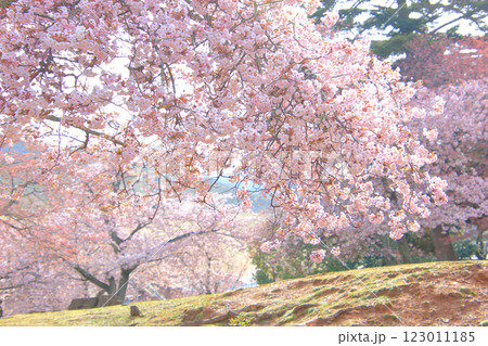 桜 22 満開の奈良公園の八重桜 桜 22 満開の奈良公園の八重桜 123011185