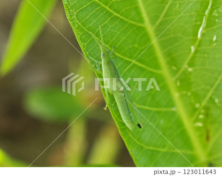 Atractomorpha Grasshopper on Green Leaf Close-up 123011643