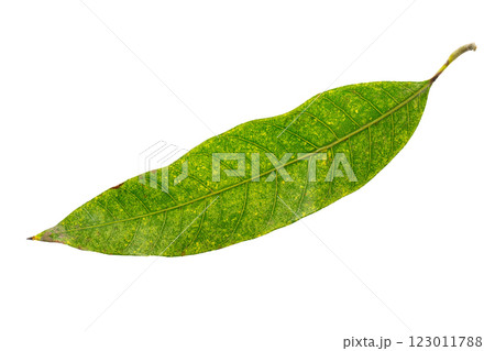 Closeup image of tropical green leaf isolated at white background. 123011788