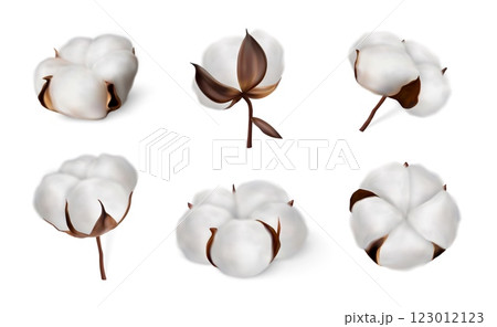 Cotton flower. Soft plant balls, different angles view white nature field texture or pure fluffy baby boll field sign. Organic farm floral branch. Realistic organic product. Vector isolated set 123012123