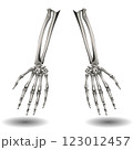 Two skeletal arms are positioned vertically against a white background, with shadows below each arm.  Two skeletal arms are positioned vertically against a white background, with shadows below each arm.  123012457