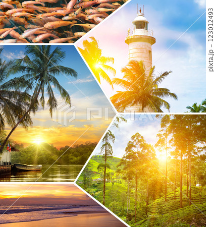 Tropical beaches, palm trees, exotic fish and bright sun. Collage. Tropical beaches, palm trees, exotic fish and bright sun. Collage. 123012493