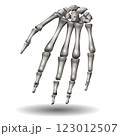 A detailed depiction of a human hand skeleton is shown, illustrating the bones with precise shading for depth.  A detailed depiction of a human hand skeleton is shown, illustrating the bones with precise shading for depth.  123012507