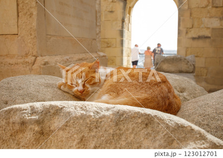 Homeless stray ginger orange cat sleeping in touristic place in Valletta, Malta Homeless stray ginger orange cat sleeping in touristic place in Valletta, Malta 123012701