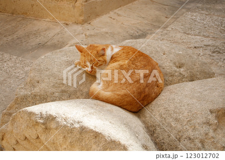 Homeless stray ginger orange cat sleeping in touristic place in Valletta, Malta Homeless stray ginger orange cat sleeping in touristic place in Valletta, Malta 123012702