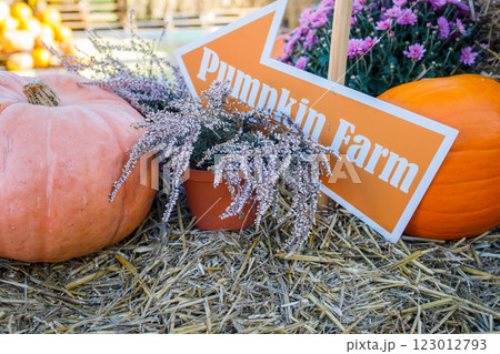 Farmer's pumpkin market autumn photo zone close up 123012793