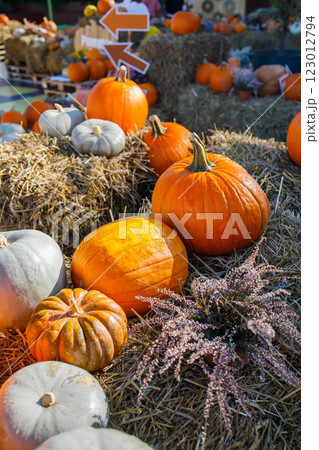 Farmer's pumpkin market autumn photo zone close up 123012794