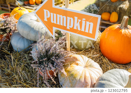 Farmer's pumpkin market autumn photo zone close up 123012795