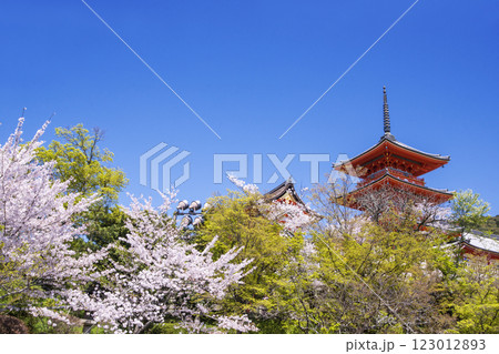清水寺の桜の風景 京都の桜の名所 青空に映える三重塔 春の京都観光スポット 清水寺の桜の風景 京都の桜の名所 青空に映える三重塔 春の京都観光スポット 123012893