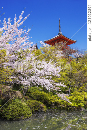 清水寺の桜の風景 京都の桜の名所 青空に映える三重塔 春の京都観光スポット 清水寺の桜の風景 京都の桜の名所 青空に映える三重塔 春の京都観光スポット 123012894