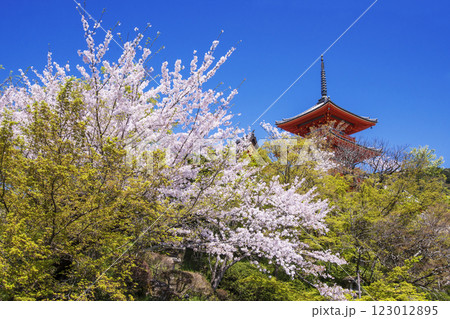 清水寺の桜の風景　京都の桜の名所　青空に映える三重塔　春の京都観光スポット 123012895