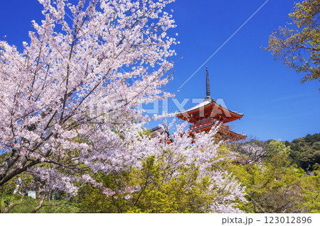 清水寺の桜の風景　京都の桜の名所　青空に映える三重塔　春の京都観光スポット 123012896