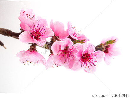 Peach flowers blooming on a branch against white background 123012940