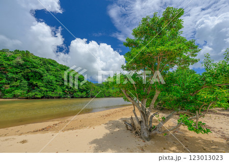 石垣島の癒しの場所 吹通川のマングローブと川の風景 123013023