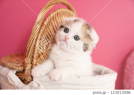 カゴに入ったスコティッシュフォールドの仔猫 123013096